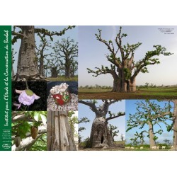 Kit plantation école n°3 : 4 mini-serres, 1 mini-baobab chacal, 100 graines de baobab chacal, posters,...