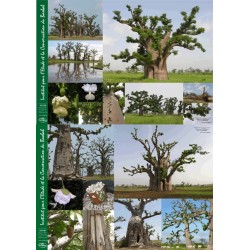 Kit 3 : 50 graines de baobab chacal + 2 posters + planisphère + guide + DVD + 75 g de pulpe de baobab