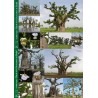 Kit 3 : 50 graines de baobab chacal + 2 posters + planisphère + guide + DVD + 75 g de pulpe de baobab