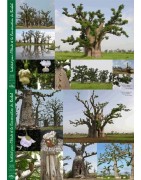 Kit 2 : 50 graines de baobab chacal + 2 posters + planisphère + guide