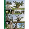 Kit 2 : 50 graines de baobab chacal + 2 posters + planisphère + guide