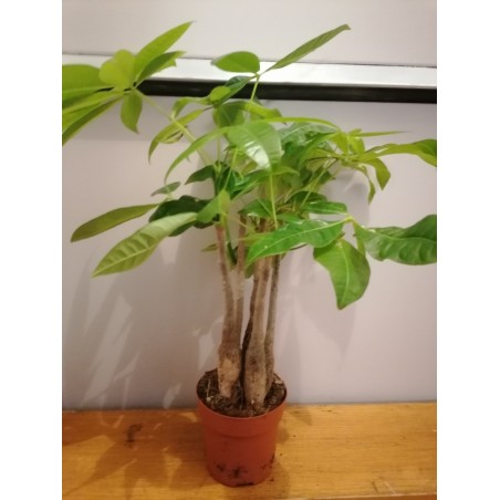 Pachyra aquatica multitroncs