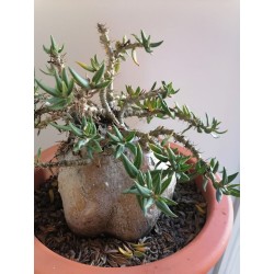 Pachypodium bispinosum (n°A)