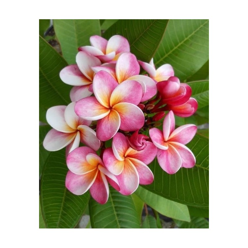 Graines De Frangipanier Plumeria 'Elsie' - 5 Graines Pour Arbre à Fleurs Parfumées
