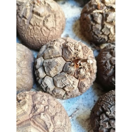 Dioscorea elephantipes | diamètre : 7 - 8 cm