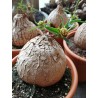 Euphorbia trichadenia