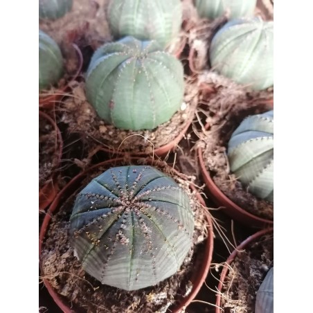 Euphorbia obesa