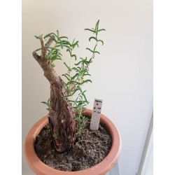 Mestoklema tuberosum (n°A)