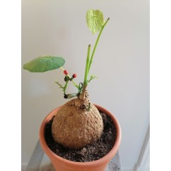 Stephania cephalantha