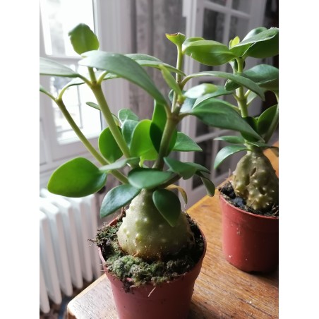 Petit Hydnophytum papuanum
