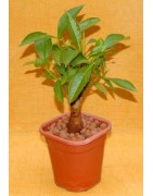 Arrivage !  1 jeune baobab (digitata) de 2 ans - Petit Prince + graines