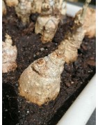 kedrostis leloja - Circonf. : 12 cm