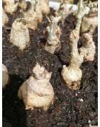kedrostis leloja - Circonf. : 12 cm