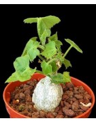 kedrostis leloja - Circonf. : 12 cm