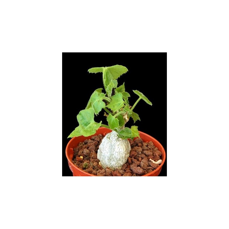 kedrostis leloja - Circonf. : 6-8 cm kedrostis leloja - Circonf. : 6-8 cm