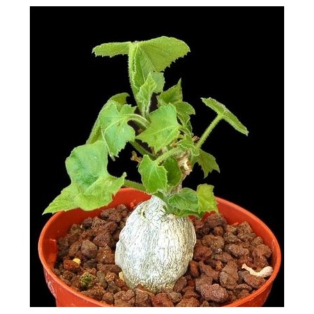 kedrostis leloja - Circonf. : 6-8 cm