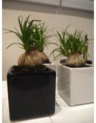 2 mini-plants : baobab chacal et pied d'éléphant