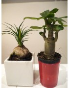 2 mini-plants : baobab chacal et pied d'éléphant