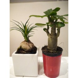 2 mini-plants : baobab chacal et pied d'éléphant