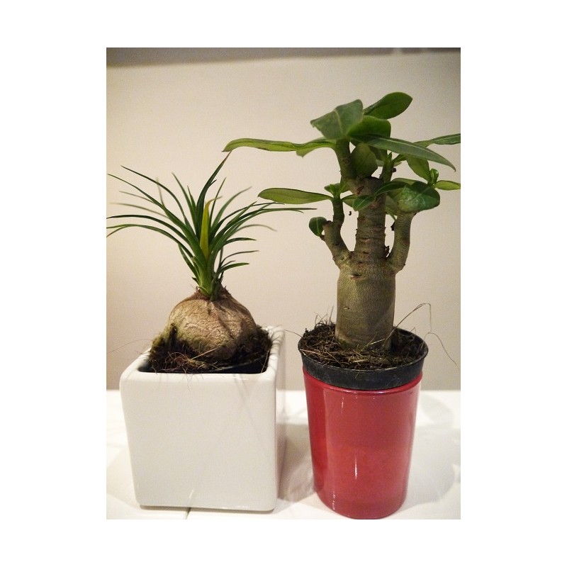 2 mini-plants : baobab chacal et pied d'éléphant 2 mini-plants : baobab chacal et pied d'éléphant
