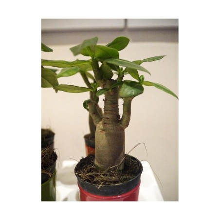 4 mini-plants de baobab chacal botanique (obesum) de 2 ans