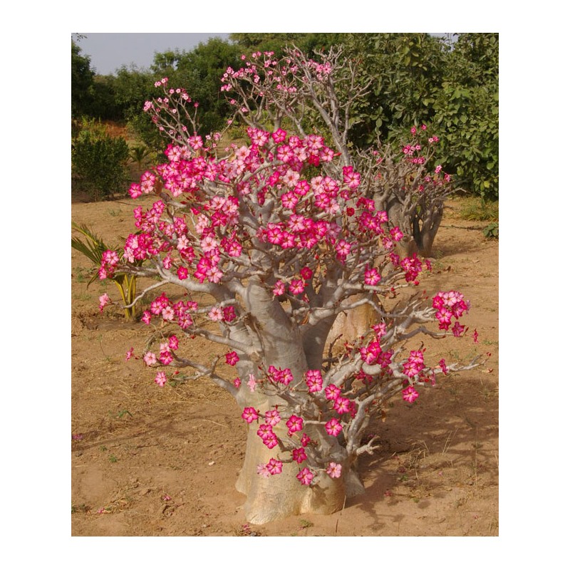 Pack n°1 Baobab chacal : adenium obesum, arabicum & somalense