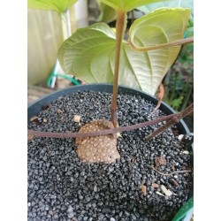 Jeune dioscorea mexicana