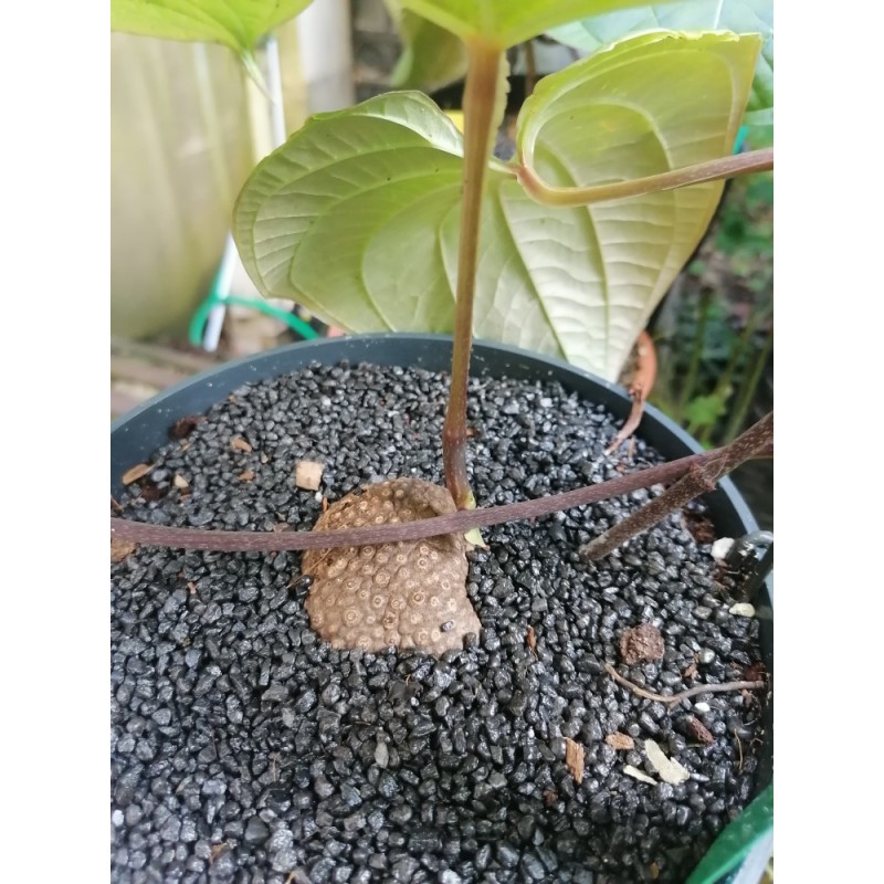 Jeune dioscorea mexicana