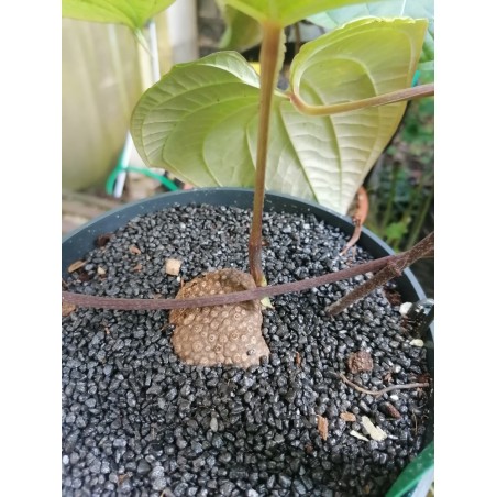 Jeune dioscorea mexicana