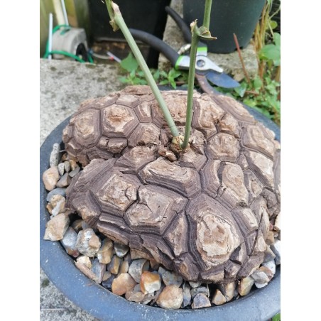 RARE ! Dioscorea mexicana