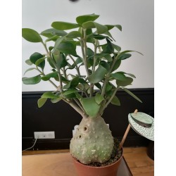Gros Hydnophytum papuanum