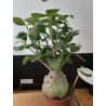 Gros Hydnophytum papuanum