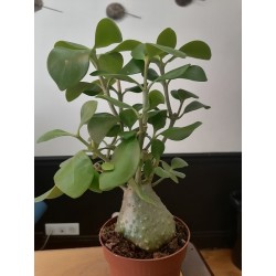 Gros Hydnophytum papuanum