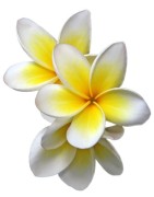 Frangipanier (plumeria)