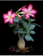 Baobab chacal (Adenium) de 2 à 10 ans