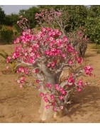 Graines de baobab chacal (Adenium)