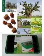 Kit enseignant semis & plantation avec mini-serres