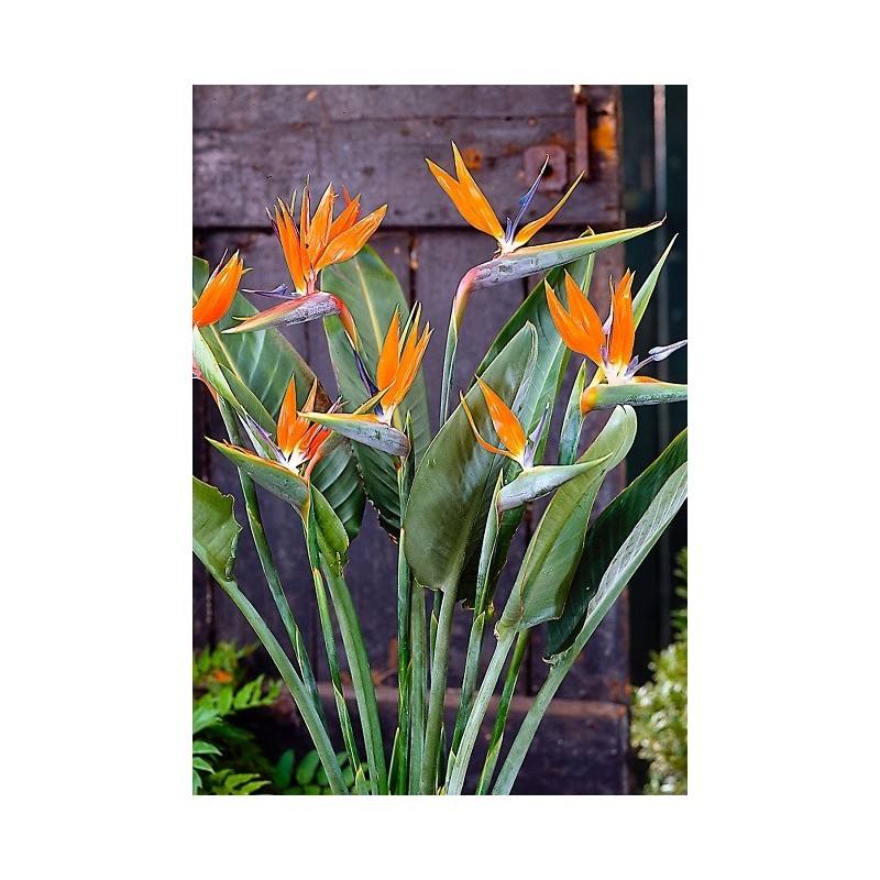 Autres graines tropicales