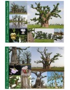 Kit enseignant semis & plantation sans mini-serres