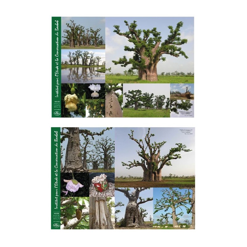 Kit enseignant semis & plantation sans mini-serres
