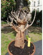 Baobab africain (Adansonia digitata) de collection
