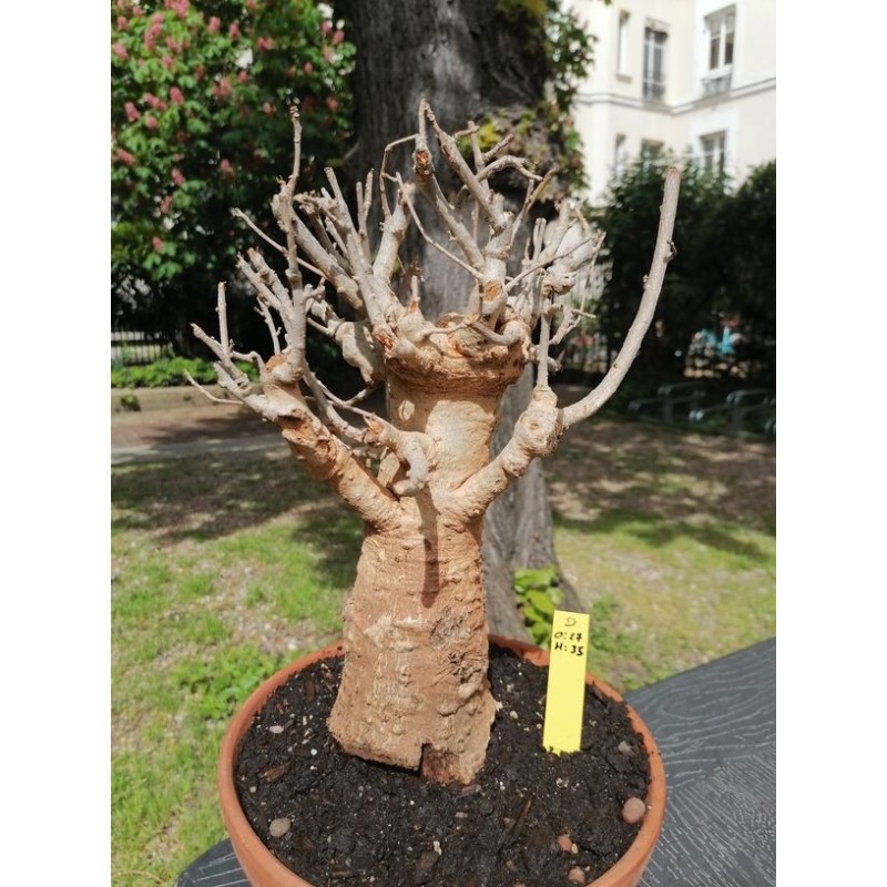 Baobab africain (Adansonia digitata) de collection