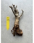 Baobab africain (Adansonia digitata) forme atypique