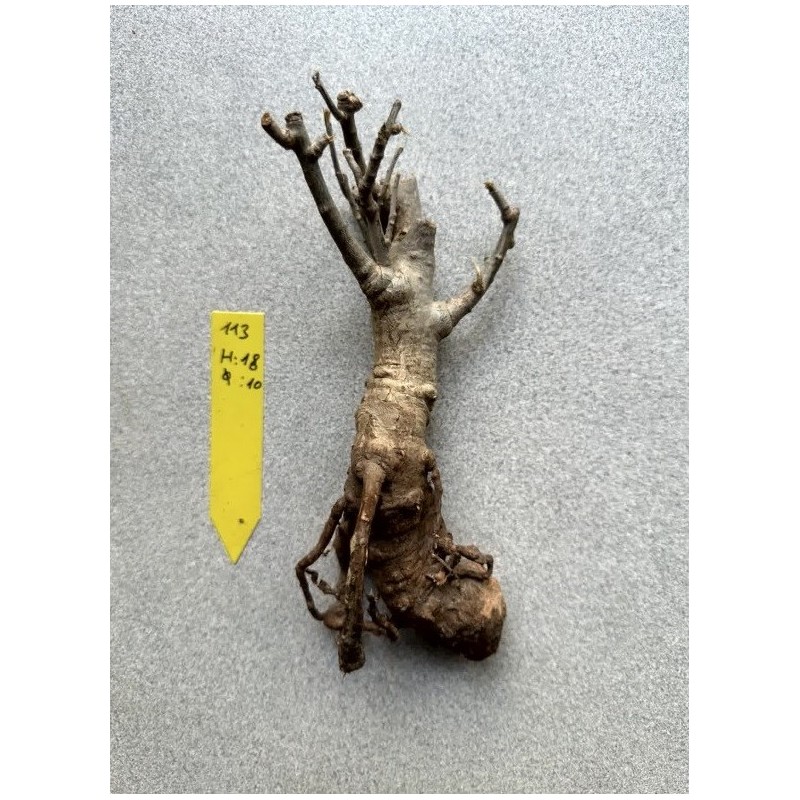 Baobab africain (Adansonia digitata) forme atypique