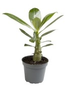 Baobab chacal (Adenium) de 2 à 4 ans