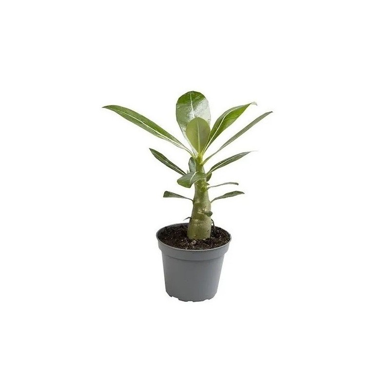 Baobab chacal (Adenium) de 2 à 4 ans