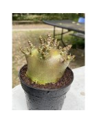 Baobab chacal (Adenium arabicum) de collection