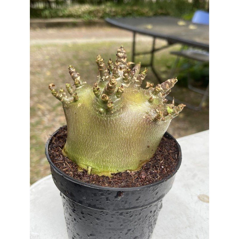 Baobab chacal (Adenium arabicum) de collection