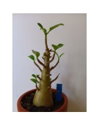 Baobab chacal (Adenium) plus de 4 ans