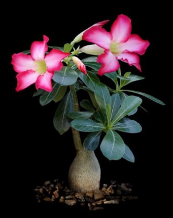 Baobab chacal (Adenium) de 2 à 10 ans